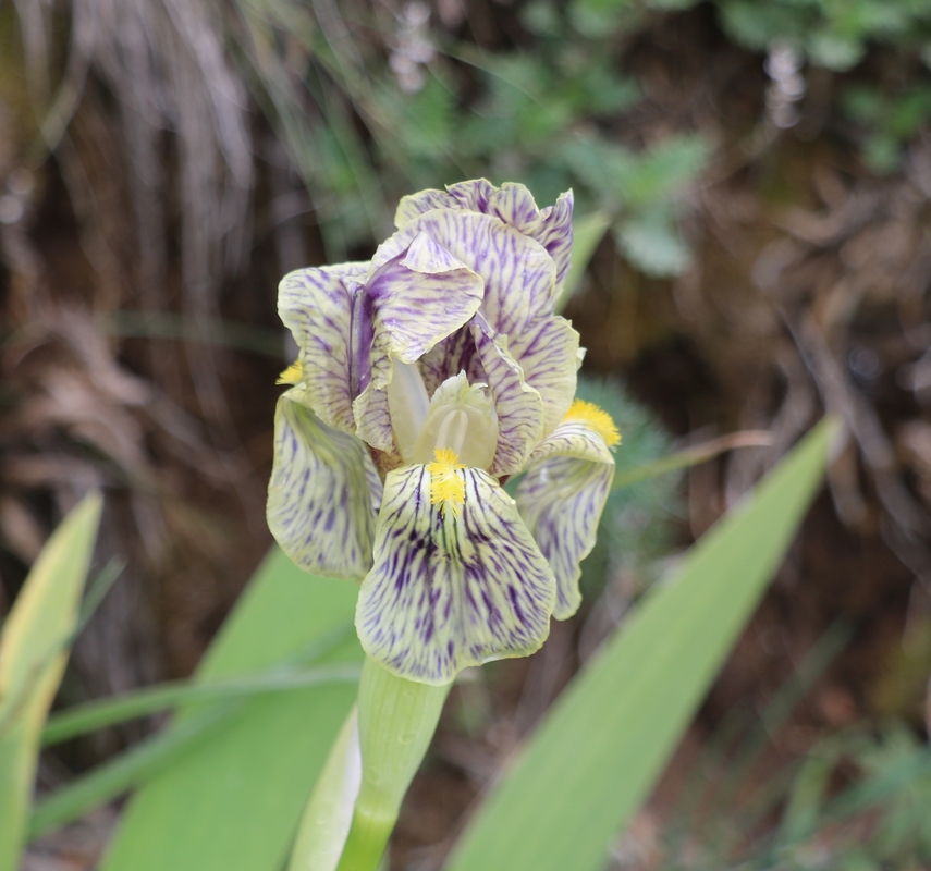 Image of Iris imbricata specimen.