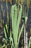 Typha latifolia. Листья (верхушки смяты). Калужская обл., Боровский р-н, окр. дер. Федорино, на тихом участке реки Межиха, возле берега, в воде. 7 июня 2022 г.