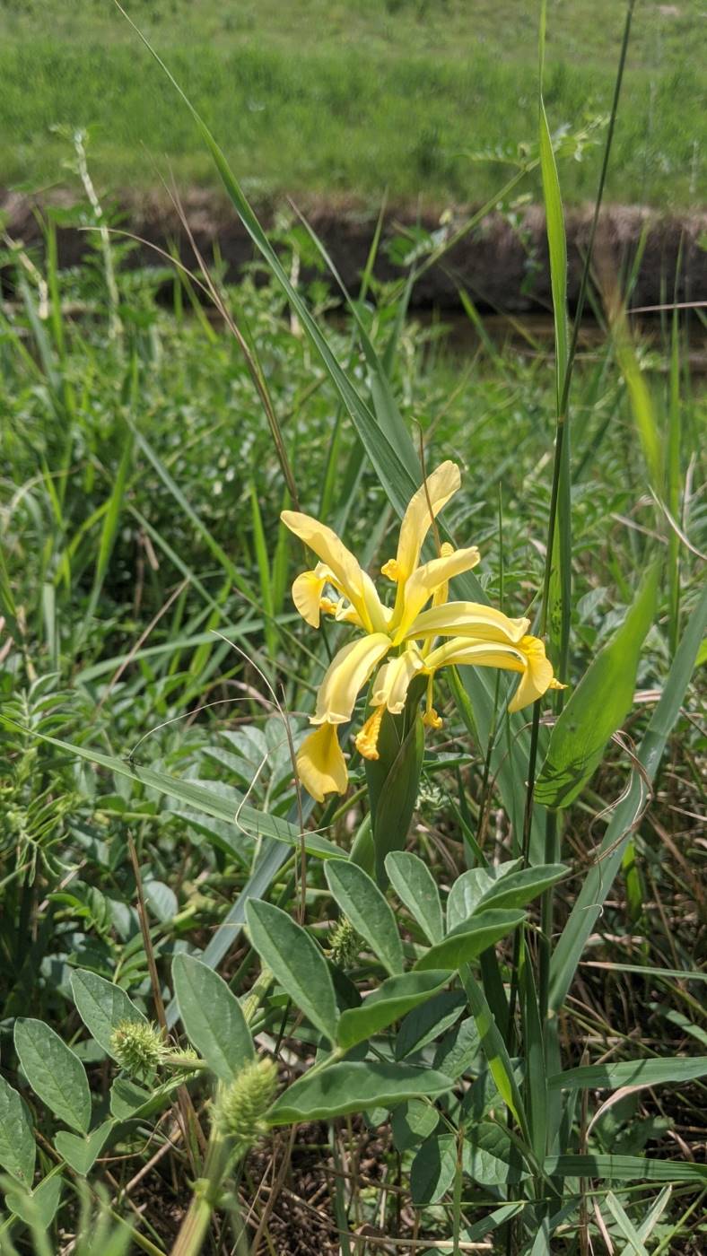 Image of Iris halophila specimen.