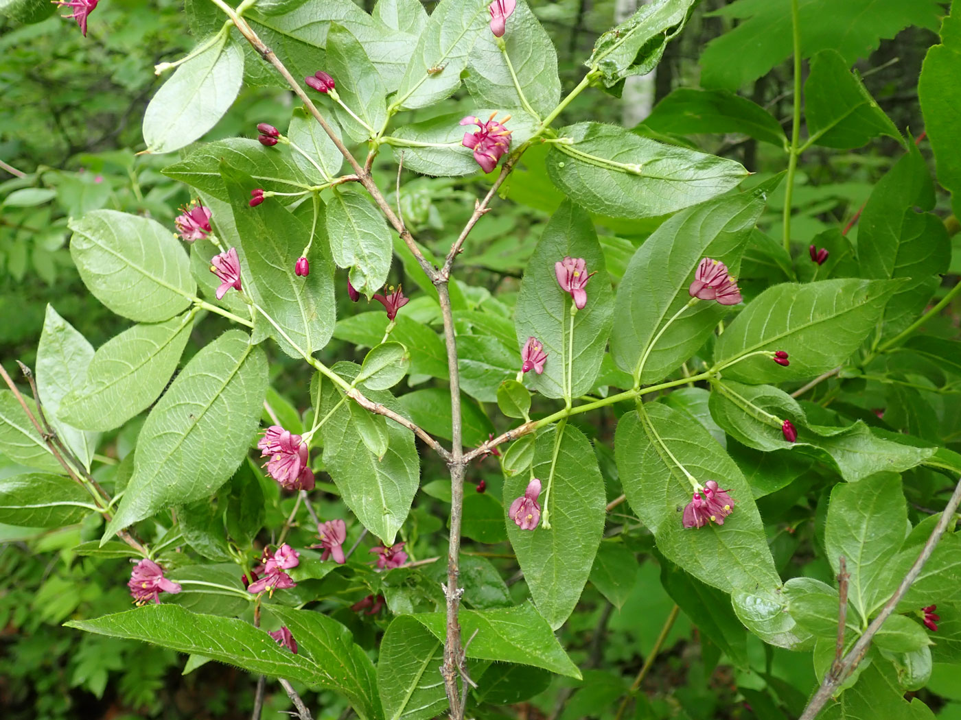 Image of Lonicera maximowiczii specimen.