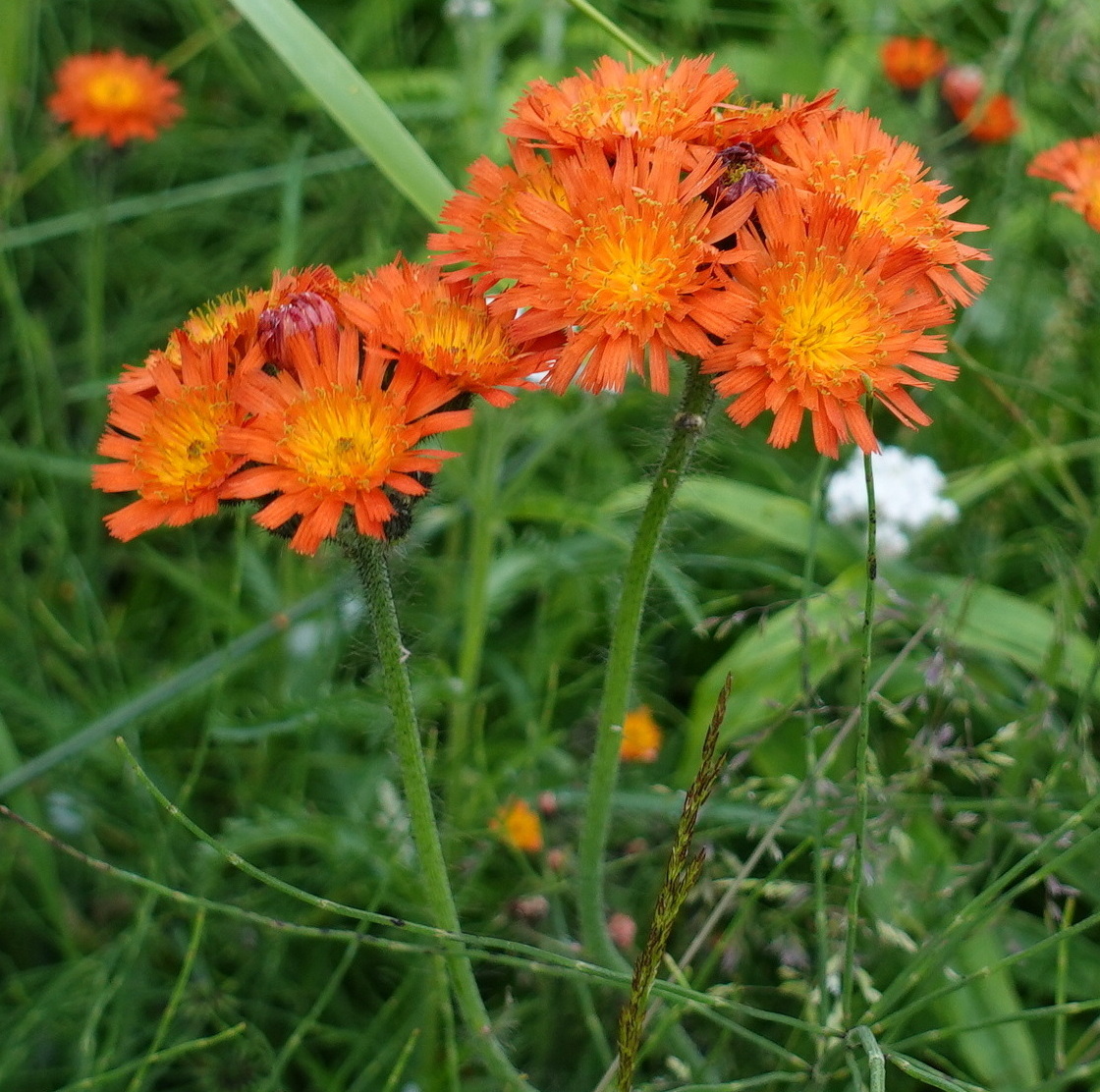 Image of Pilosella aurantiaca specimen.