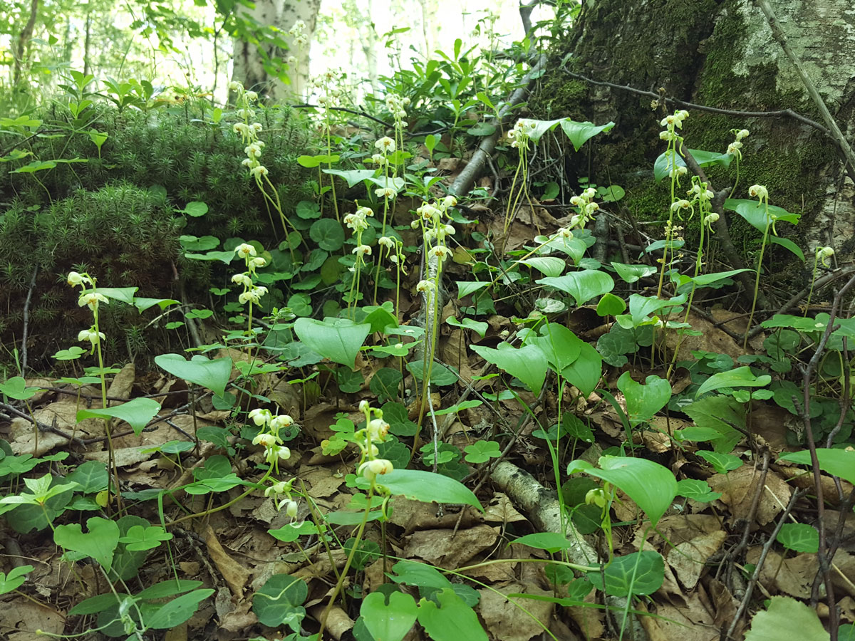 Image of Pyrola renifolia specimen.