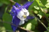 Aquilegia olympica