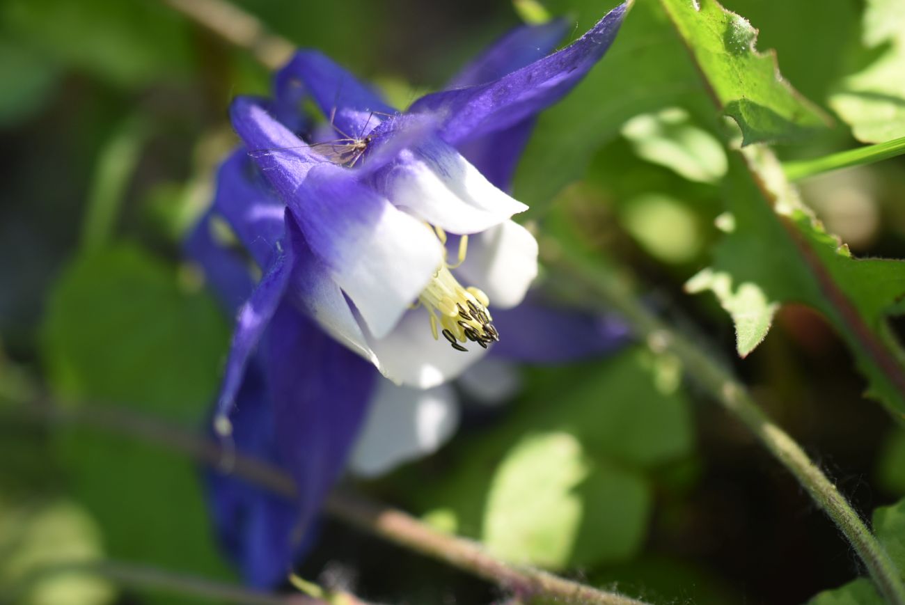 Image of Aquilegia olympica specimen.