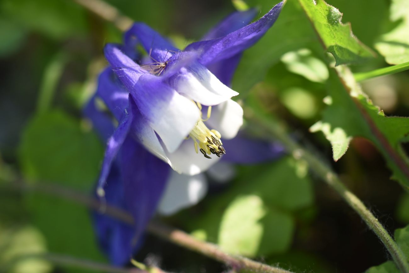 Изображение особи Aquilegia olympica.