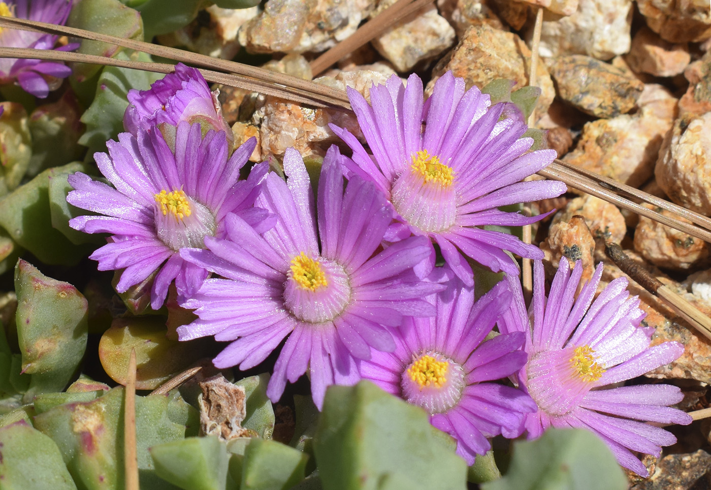 Image of Lampranthus deltoides specimen.