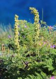 Artemisia laciniata