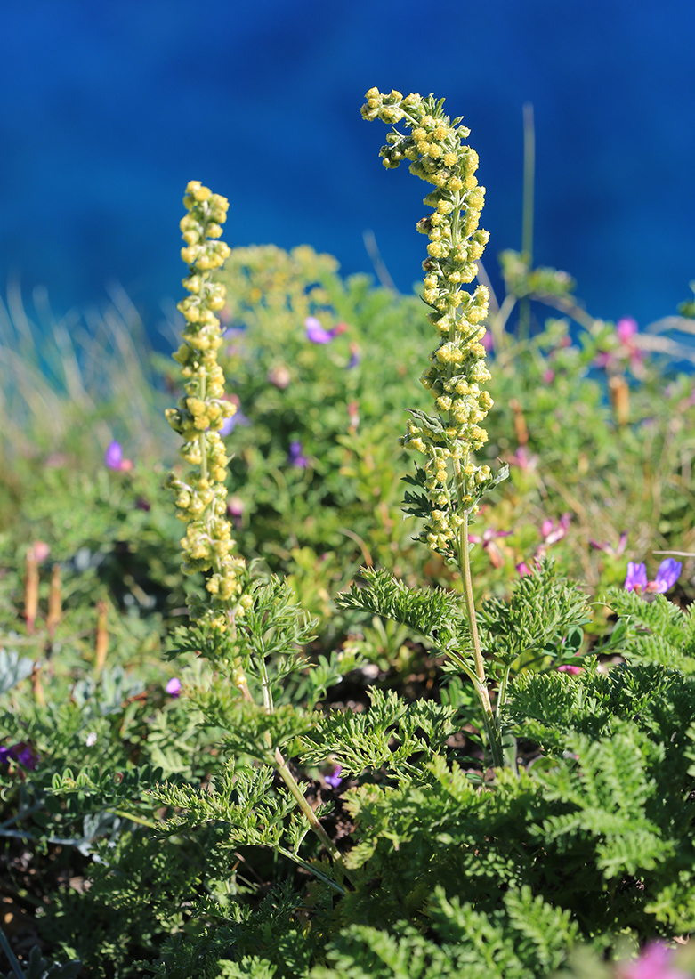 Изображение особи Artemisia laciniata.