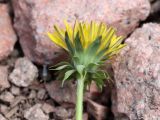 род Taraxacum. Верхушка побега с соцветием. Узбекистан, Ташкентская обл., западные отроги Чаткальского хр., гора Большой Чимган, ущ. Аксай, около 2030 м н.у.м., около тающего снежника. 16.06.2021.