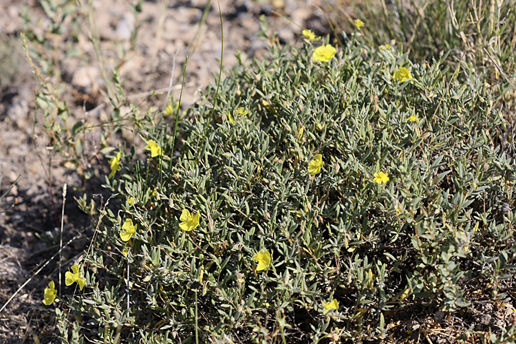 Image of Helianthemum songaricum specimen.