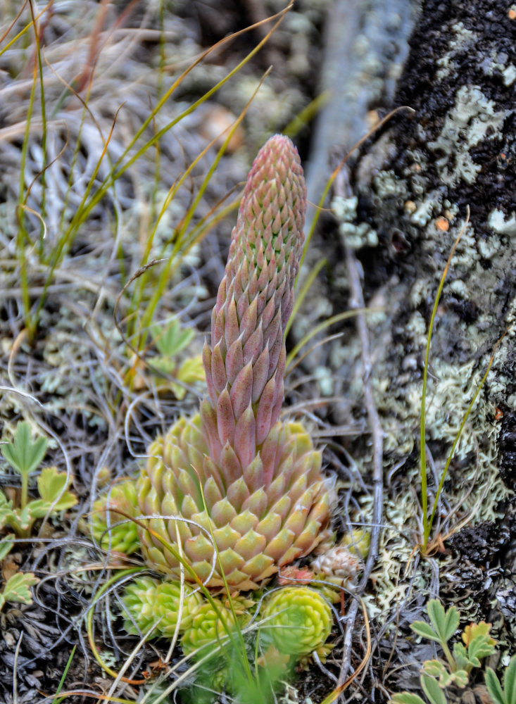 Image of Orostachys spinosa specimen.