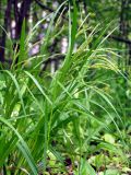 Carex sylvatica