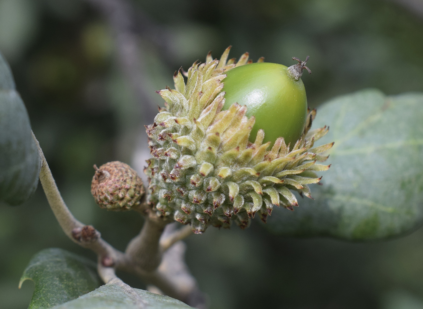 Изображение особи Quercus suber.