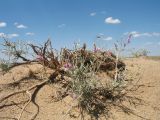 Astragalus brachypus. Цветущее растение с обнажившимся корнем. Южный Казахстан, Жамбылская обл., Жамбылский р-н, 4 км к северу от с. Каракемер, Талас-Ассинское междуречье, пески. 15 мая 2022 г.