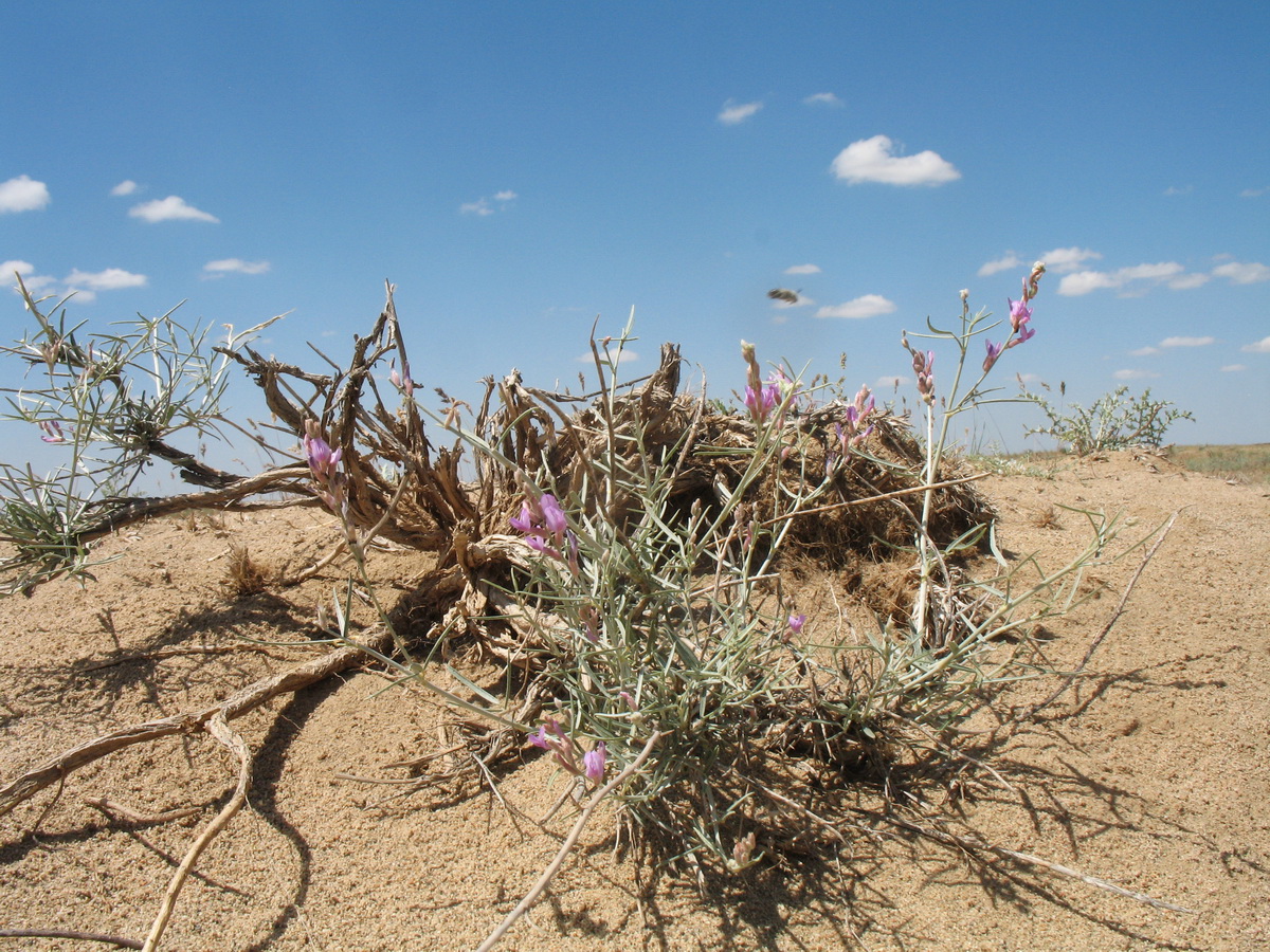 Изображение особи Astragalus brachypus.