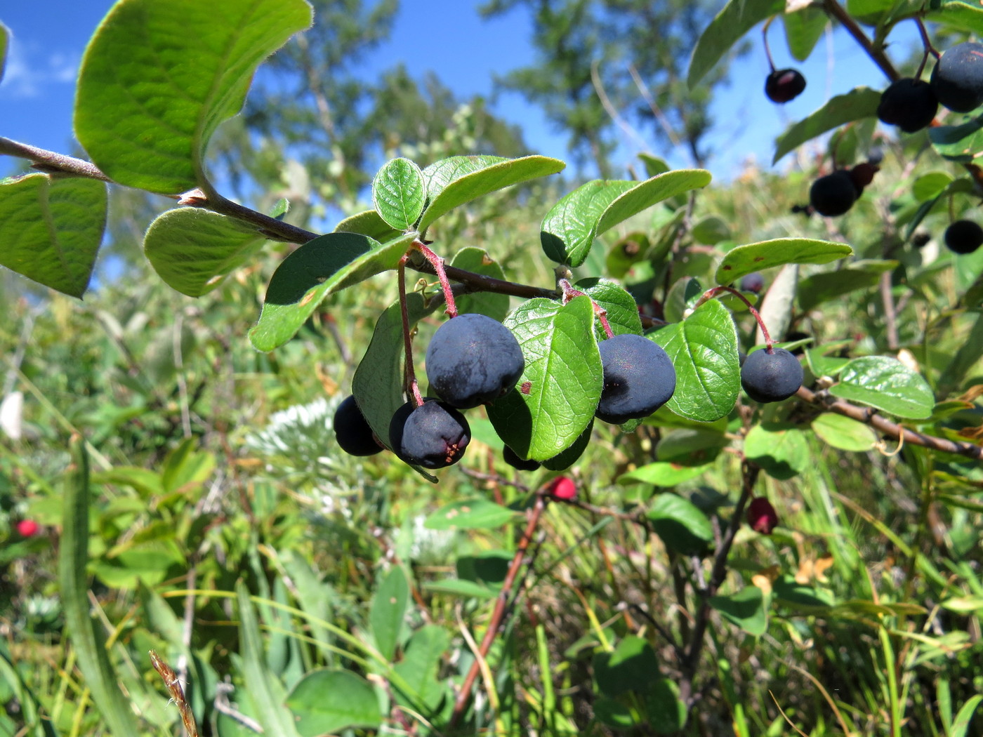 Image of Cotoneaster melanocarpus specimen.