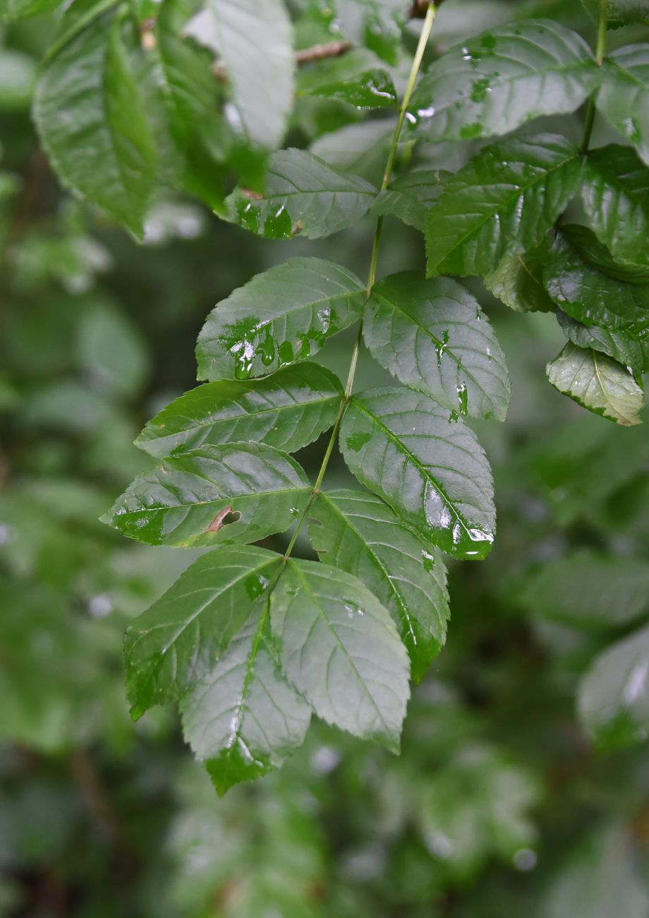 Image of Fraxinus excelsior specimen.