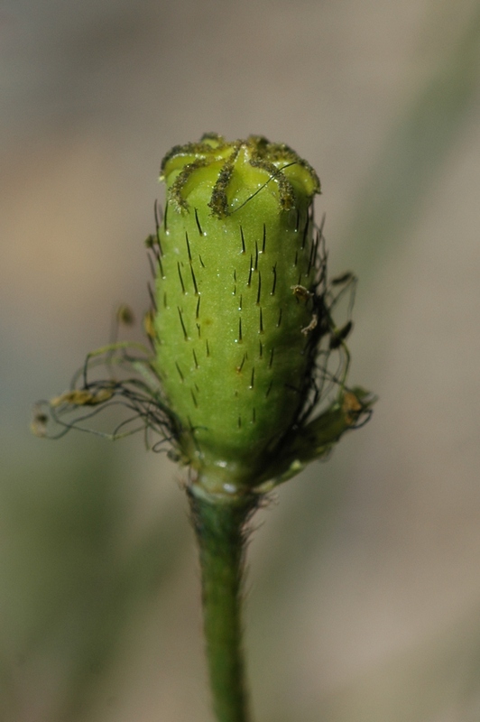 Изображение особи Papaver pseudocanescens.