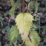 Campanula trachelium. Лист в осенней окраске. Москва, ГБС РАН, периодически скашиваемый луг. 15.09.2022.