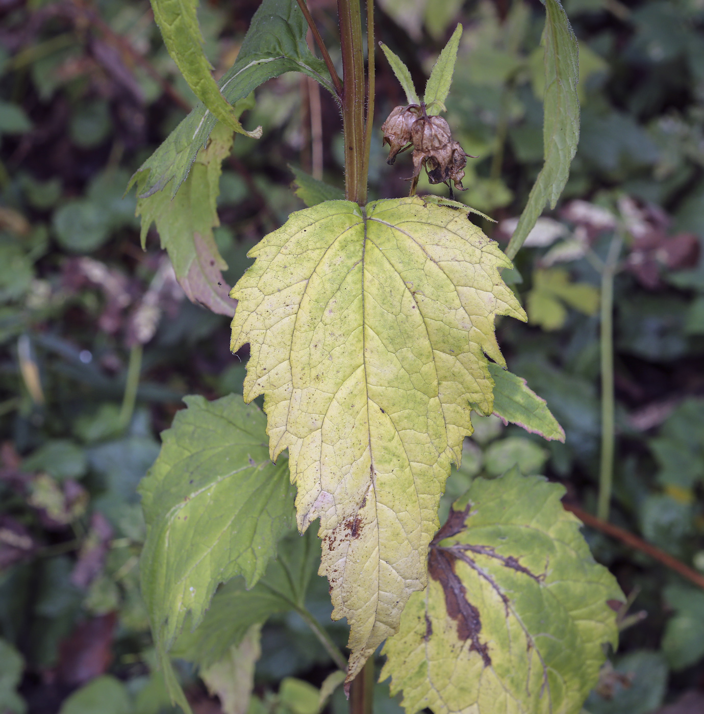 Image of Campanula trachelium specimen.