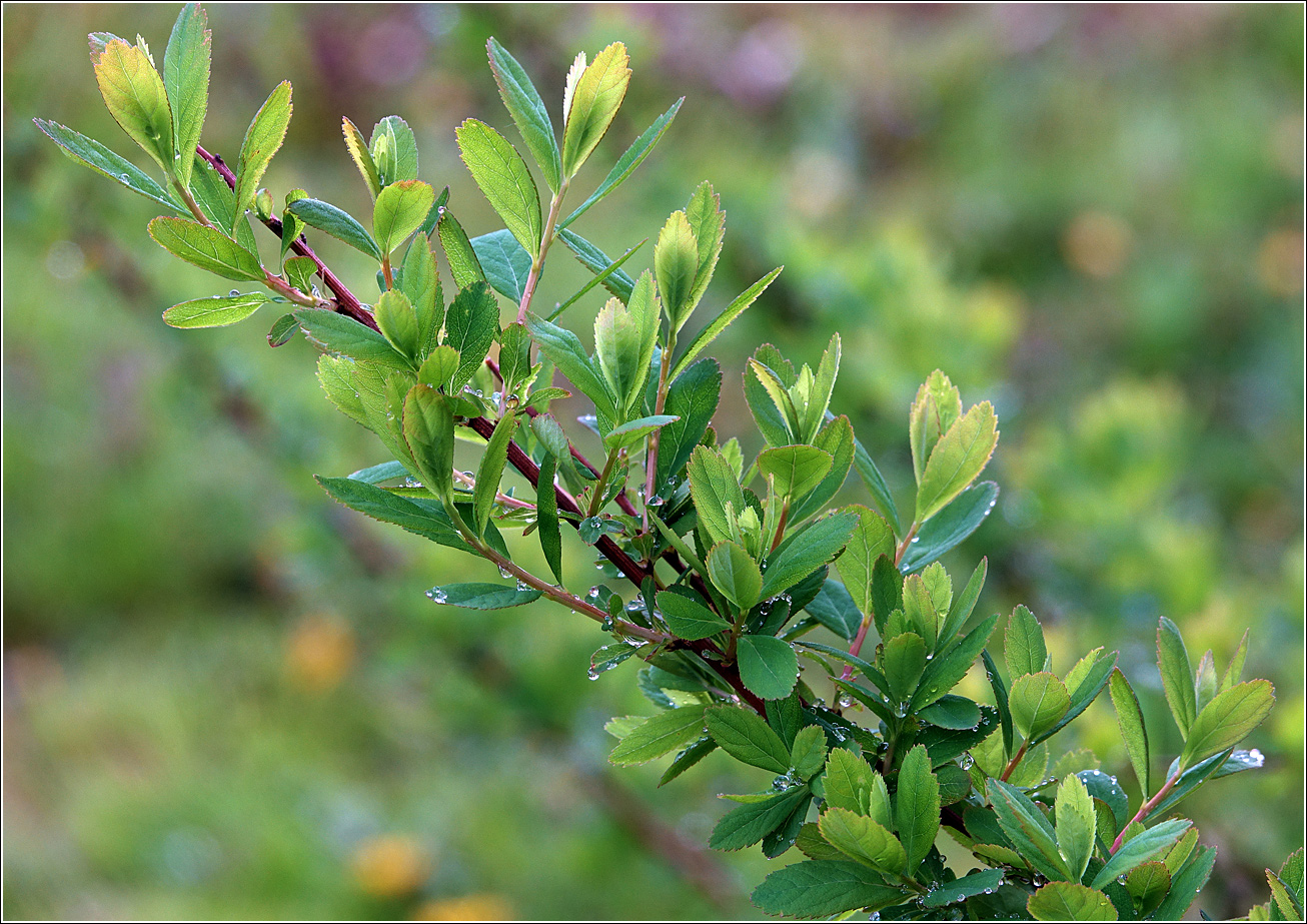 Изображение особи Spiraea &times; billardii.