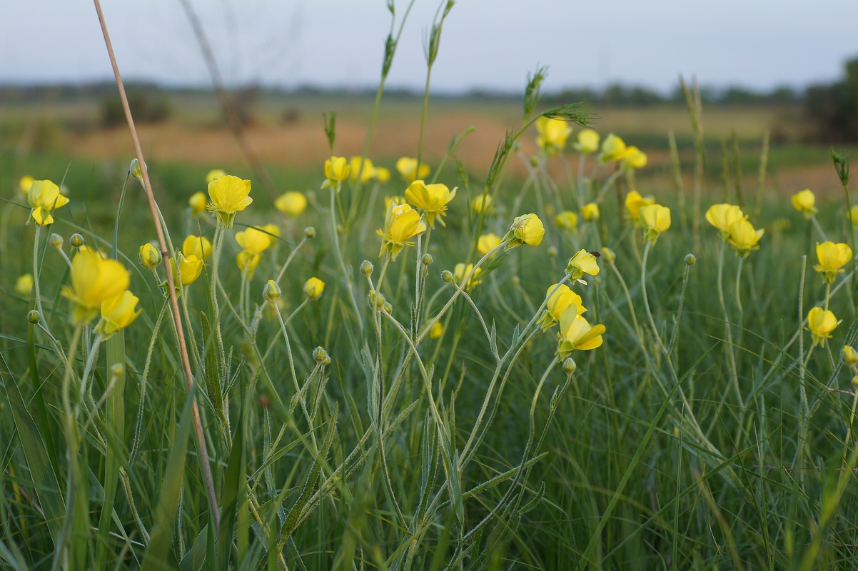 Image of Ranunculus illyricus specimen.