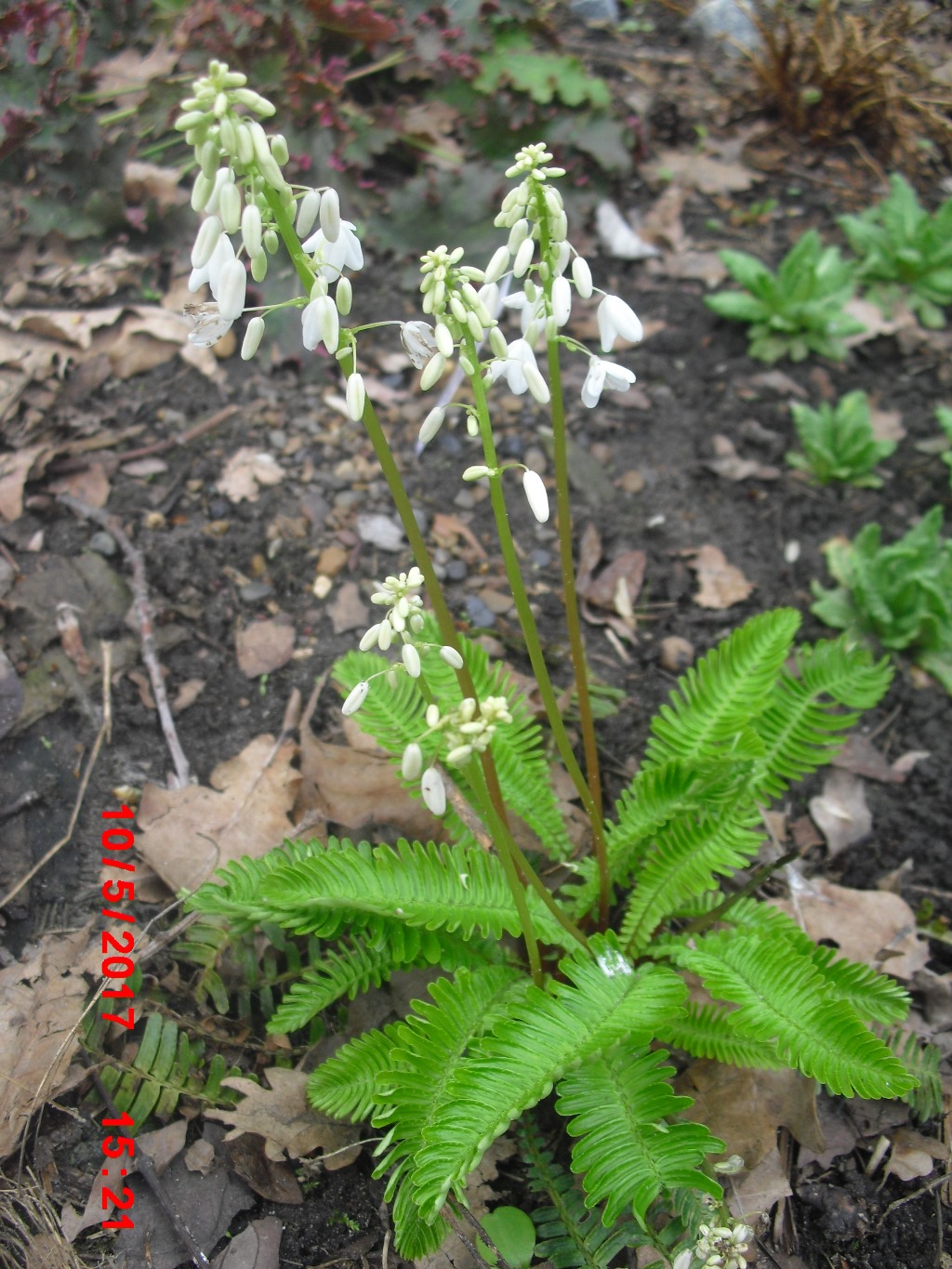 Изображение особи Pteridophyllum racemosum.