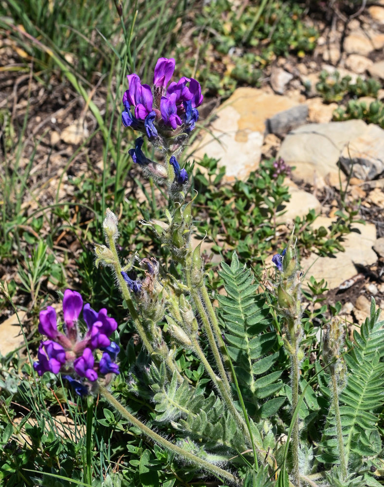 Изображение особи Oxytropis owerinii.