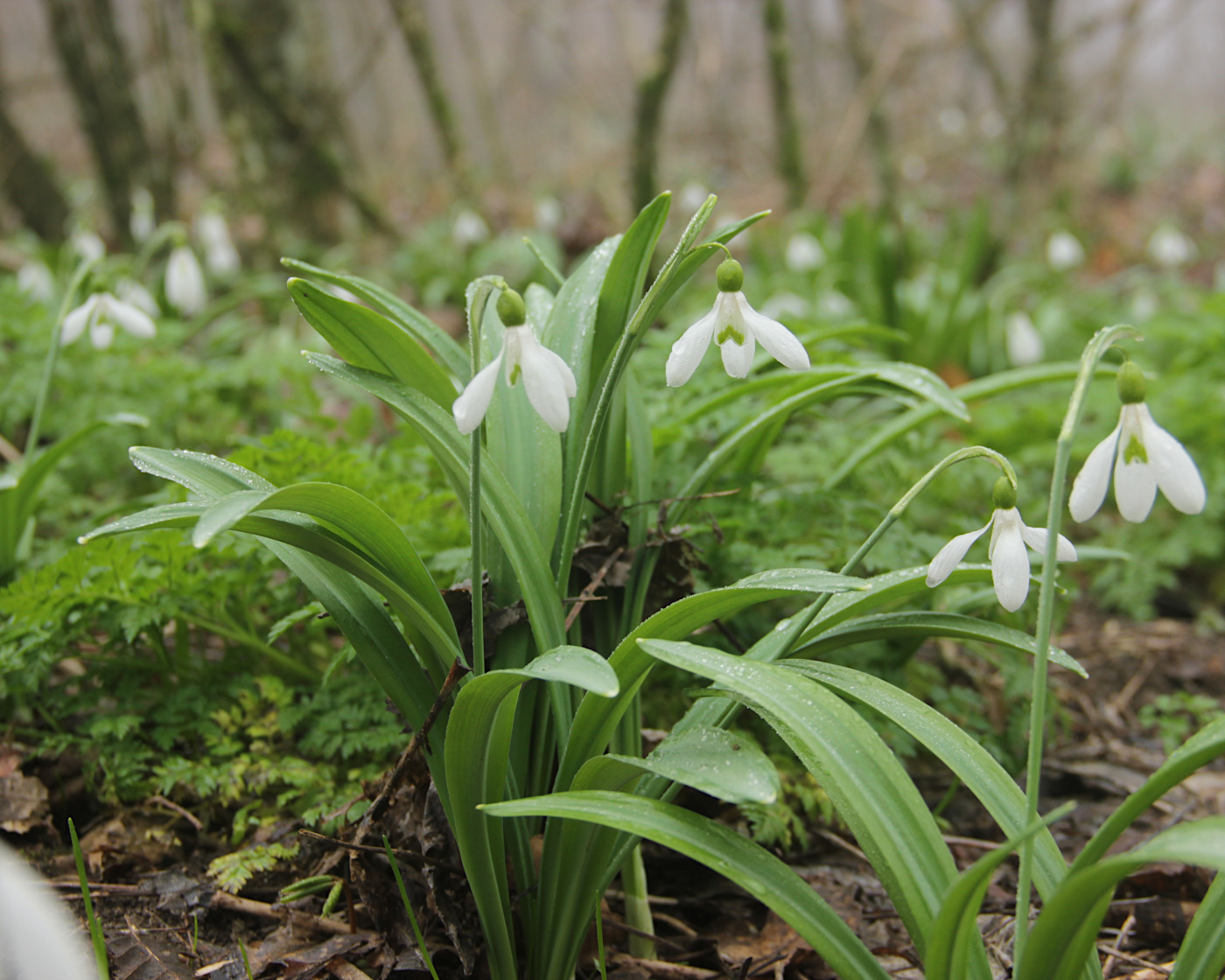 Image of Galanthus plicatus specimen.