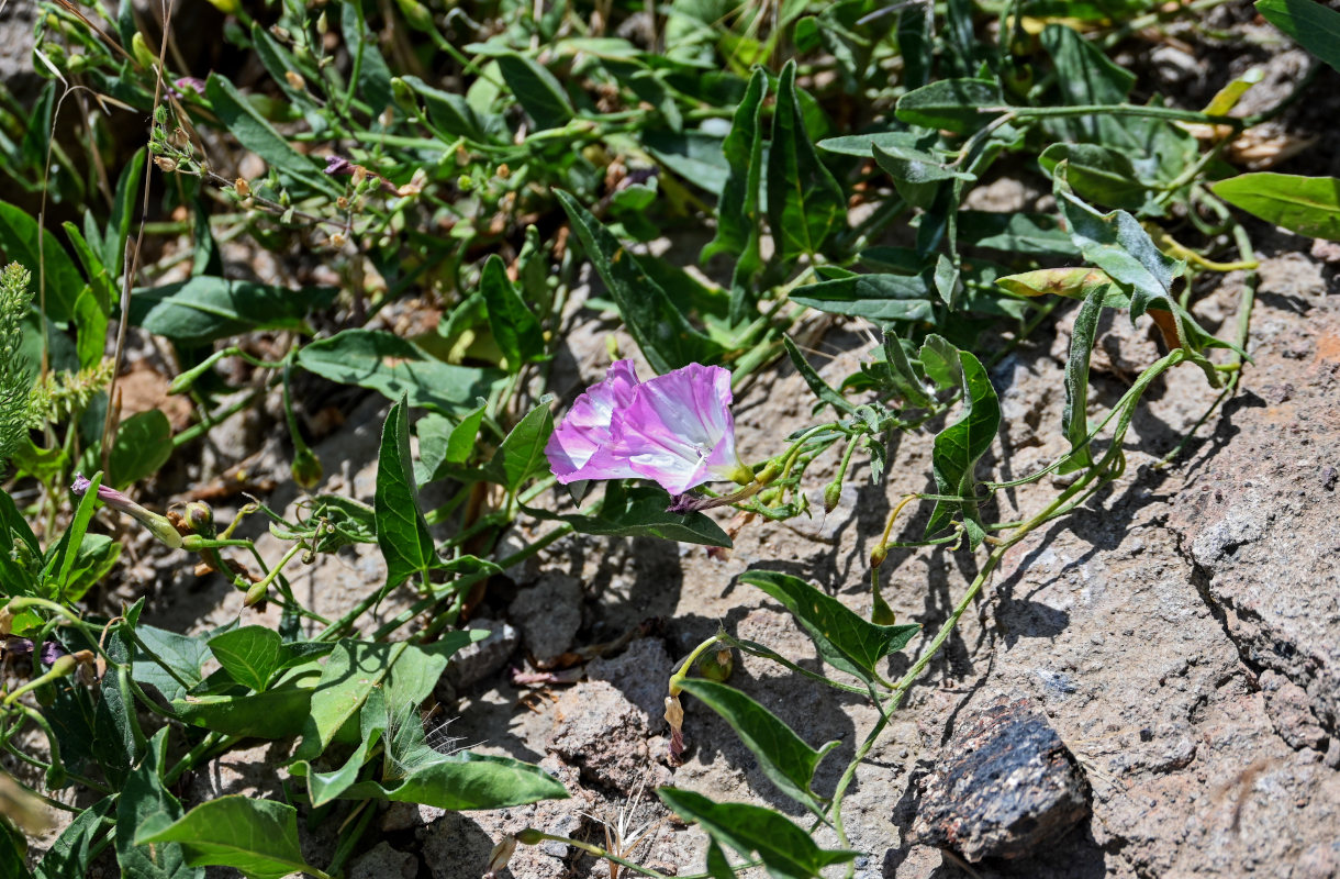 Image of Convolvulus arvensis specimen.