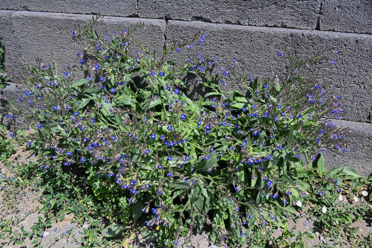 Image of Anchusa azurea specimen.