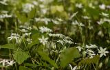 Ornithogalum woronowii