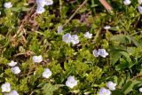 Veronica serpyllifolia