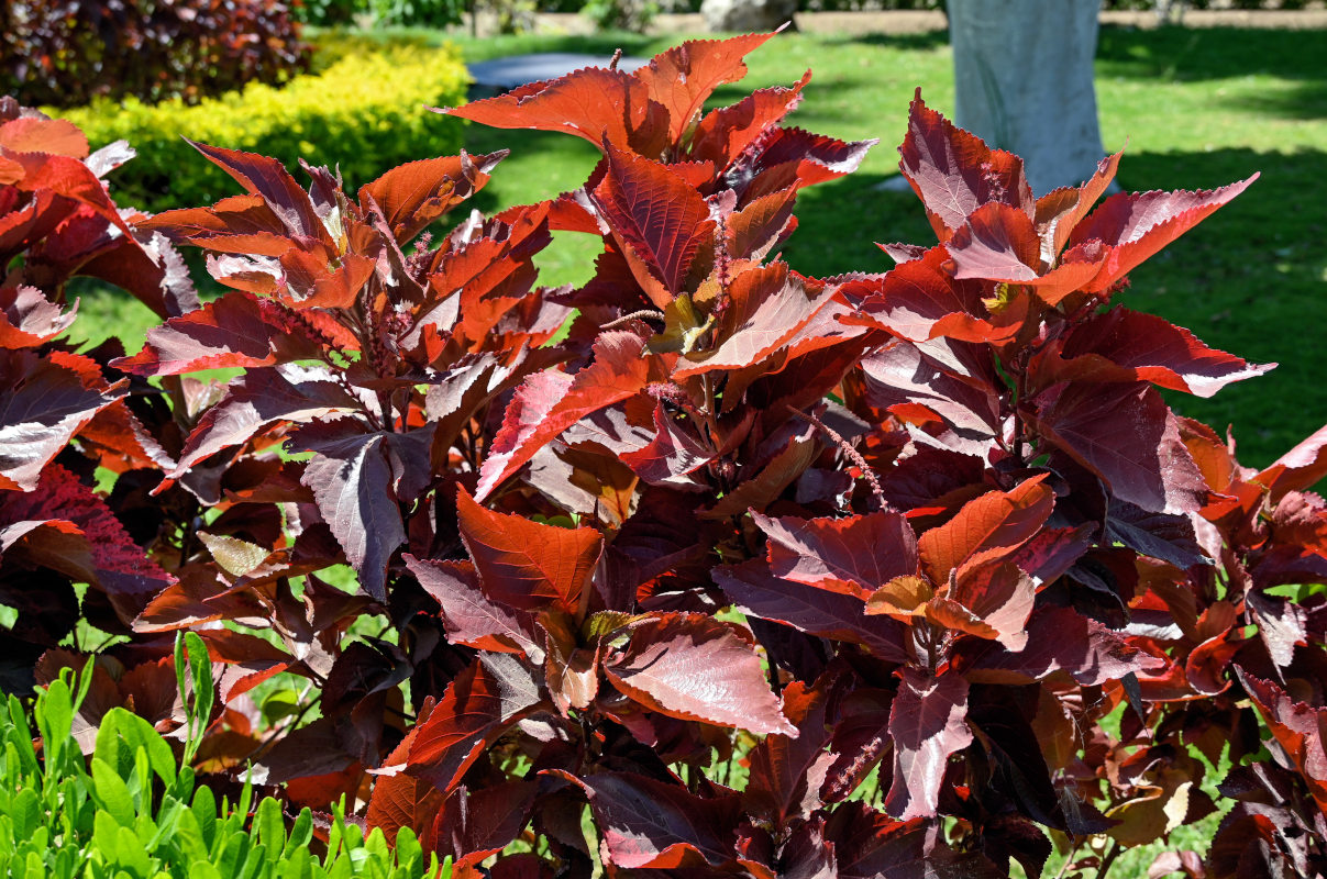 Image of Acalypha wilkesiana specimen.