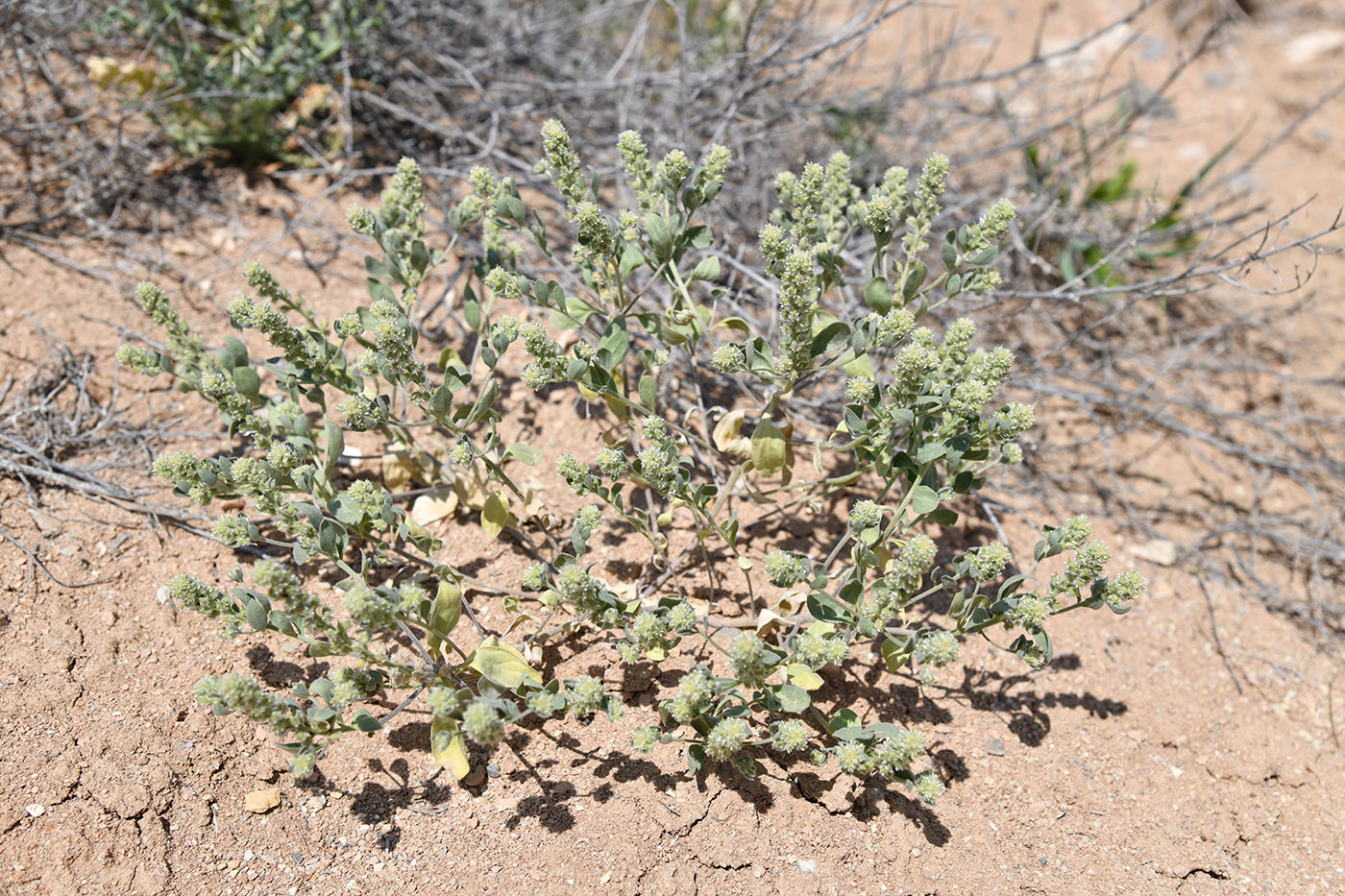 Изображение особи Alyssum dasycarpum.