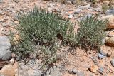 Salsola gemmascens. Вегетирующее растение. Таджикистан, Согдийская обл., Исфара, Калача Мазар (близ мавзолея Ходжа Рошнаи), пестроцветы. 2 мая 2023 г.