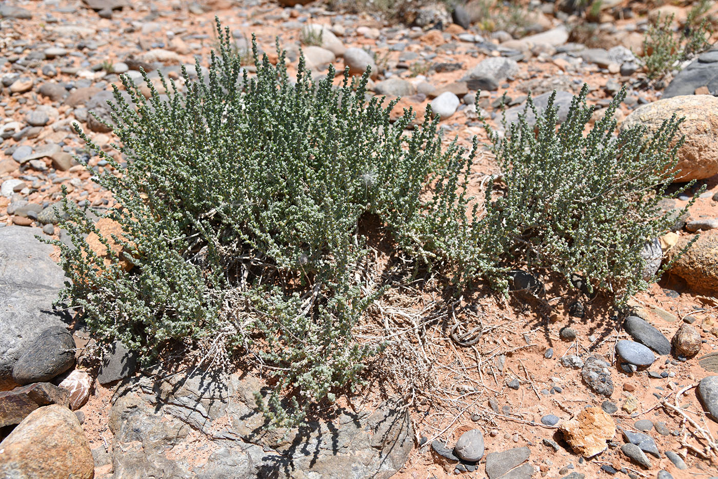 Изображение особи Salsola gemmascens.