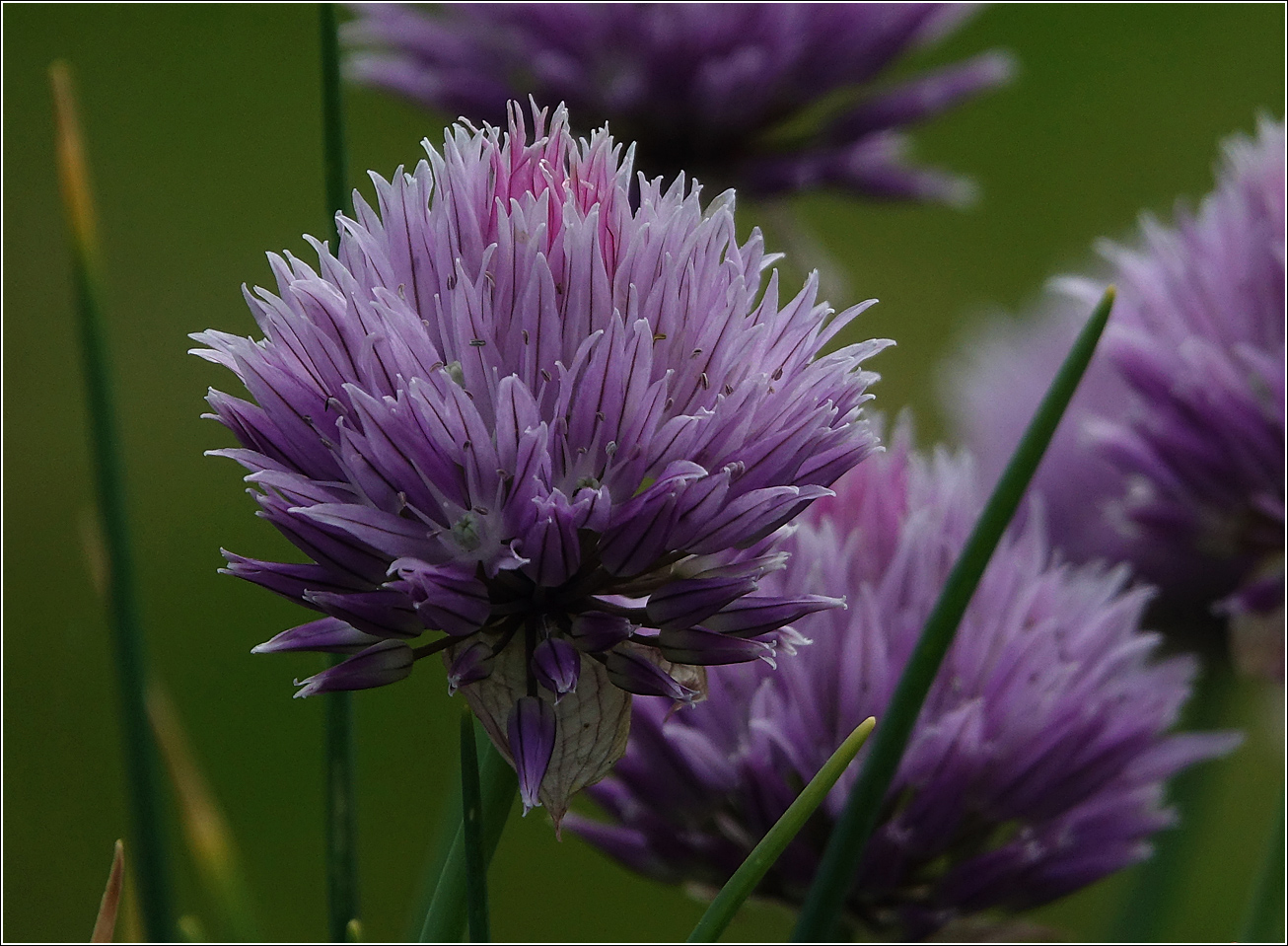 Image of Allium schoenoprasum specimen.