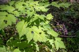 Actaea spicata