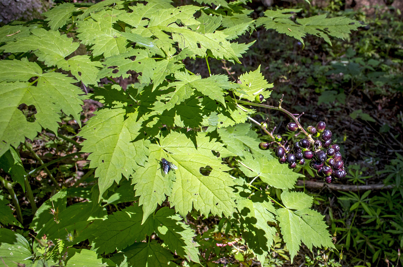 Image of Actaea spicata specimen.