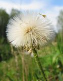 Tussilago farfara