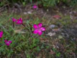 Dianthus deltoides. Цветок. Карелия, Прионежский р-н, окр. оз. Лососинское, обочина дороги. 15.07.2023.