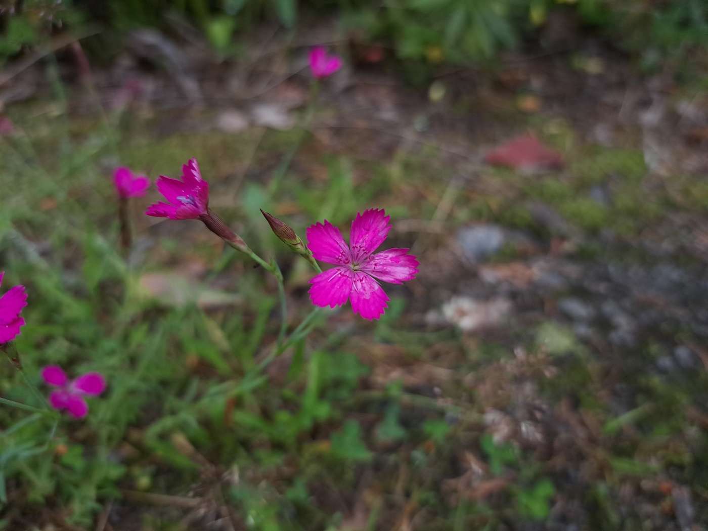 Image of Dianthus deltoides specimen.