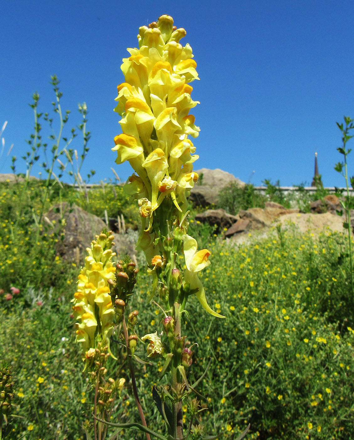 Image of Linaria vulgaris specimen.