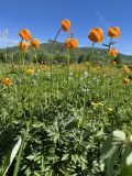 Trollius altaicus