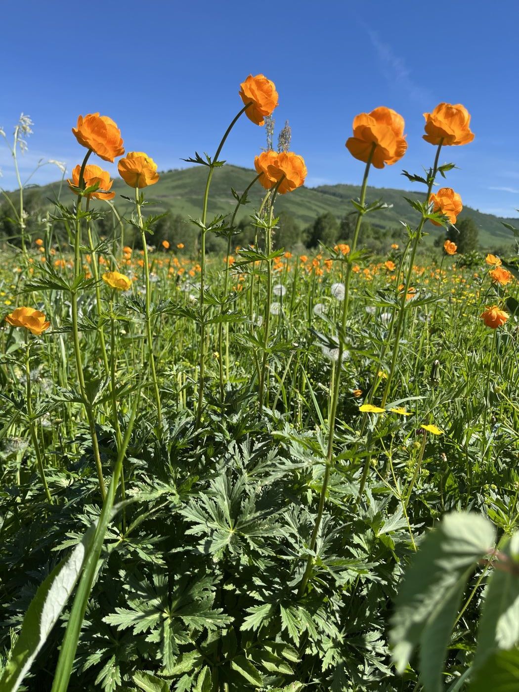 Изображение особи Trollius altaicus.