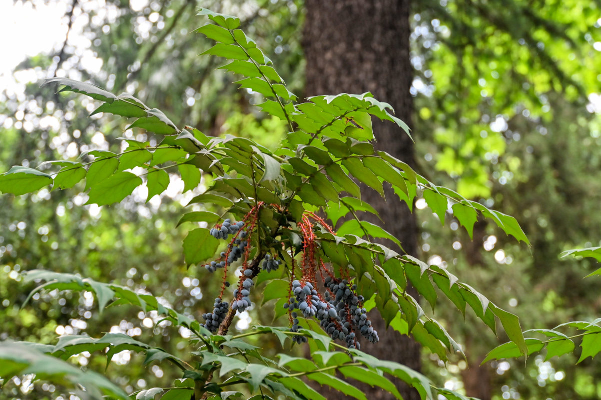 Image of Mahonia japonica specimen.
