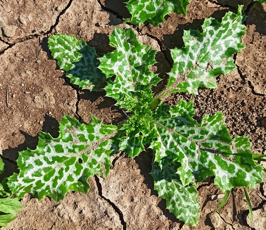 Image of Silybum marianum specimen.