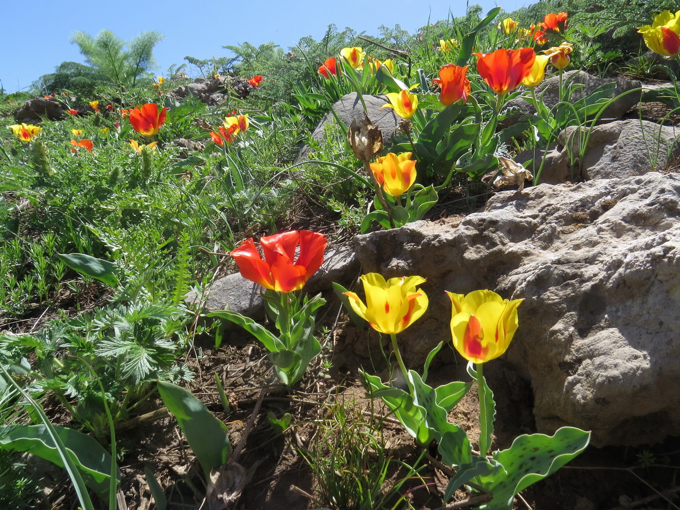 Image of Tulipa greigii specimen.