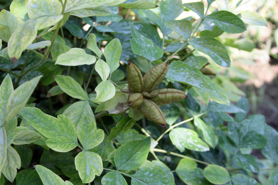 Image of Paeonia suffruticosa specimen.